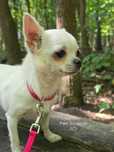 Mała, młoda dorosła suczka chihuahua, 10 miesięcy, 2 kg, ZKwP FCI