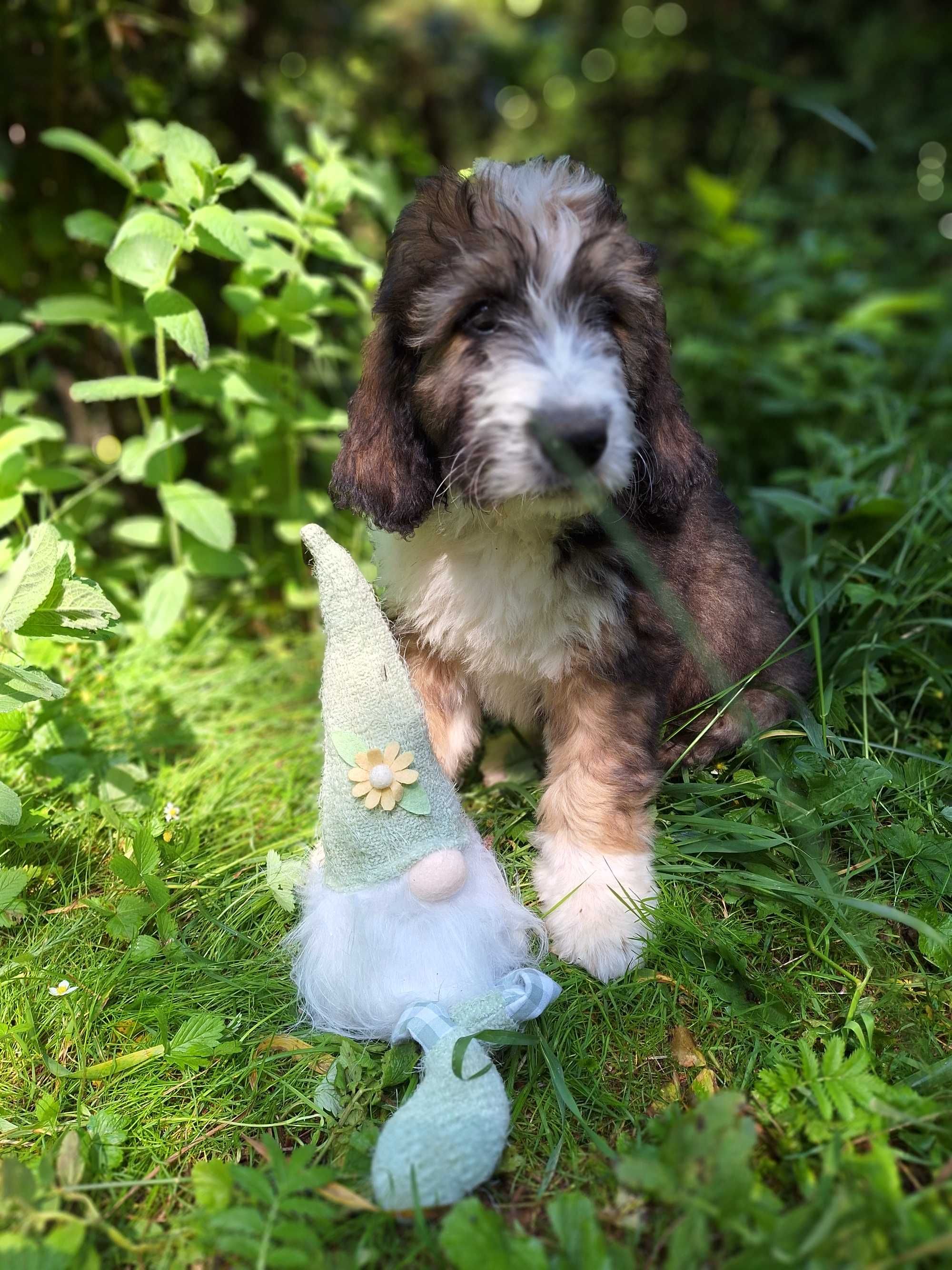 Bernedoodle Standard, Samiec, numer 1 z miotu