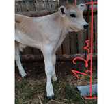 Продам теля  Brown Swiss