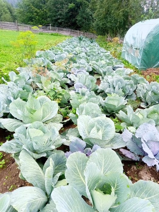 Kapusta kamienna Głowa kapusta kiszona