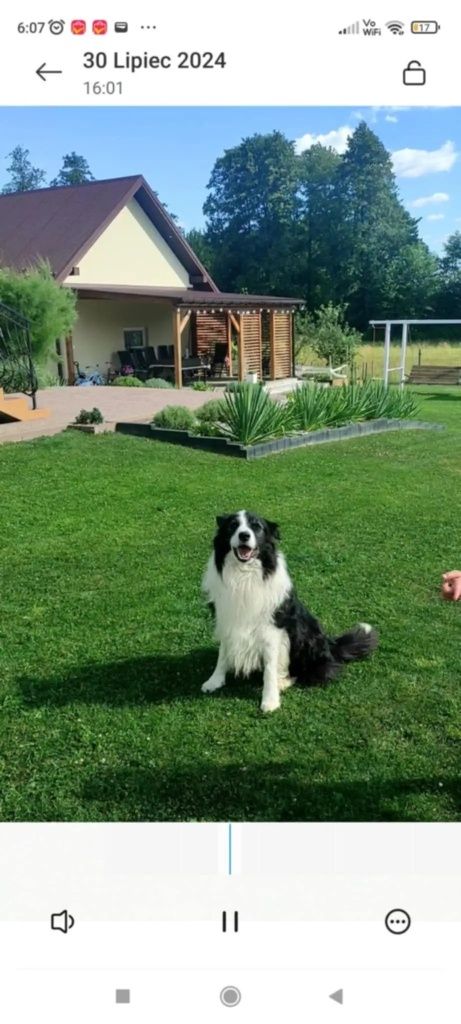 Rasowy szczeniak Border Collie
