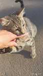 Котенок ищет любящую семью