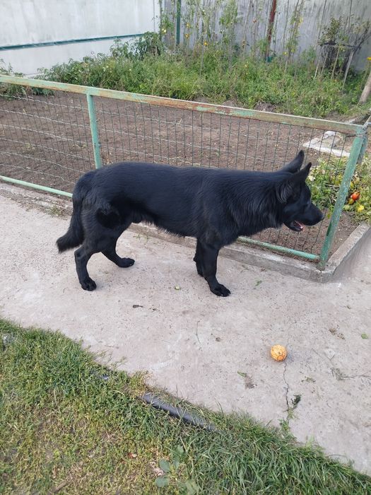 В'язка німецька вівчарка