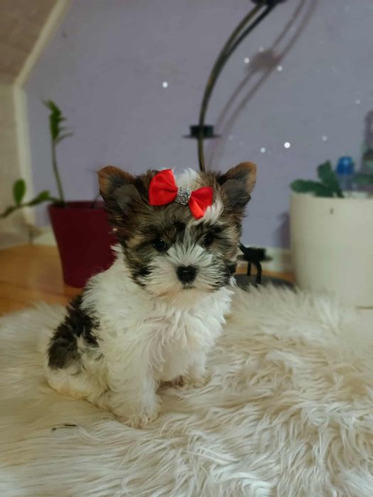 Yorkshire terrier śliczna biało- złota suczka