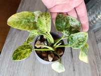Philodendron giganteum variegata