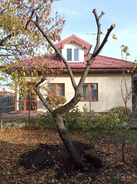 Drewno wiśniowe całe lub na kawałki