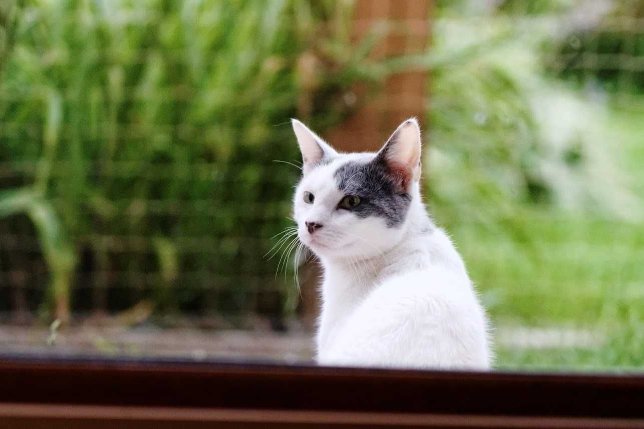 Bojan i Mirmił - dwa kocury | ADOPCJA W DWUPAKU