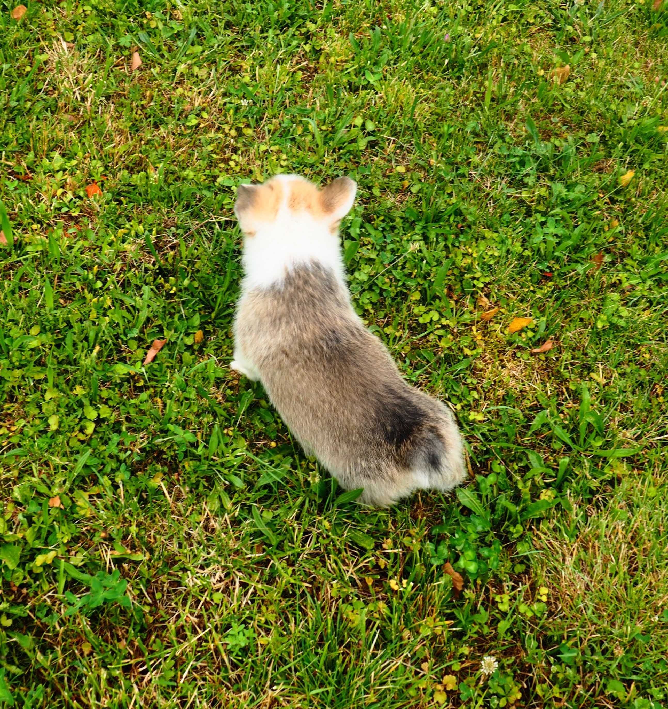 Welsh Corgi Pembroke piesek rudo- biały Natural Bobtail CHEDDAR