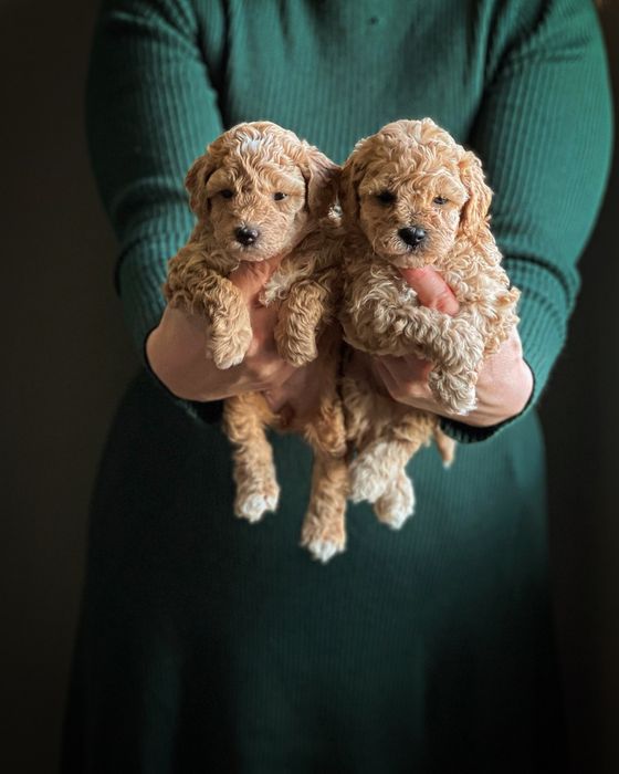 Bichpoo/ Poochon ( Maltipoo, Cavapoo)