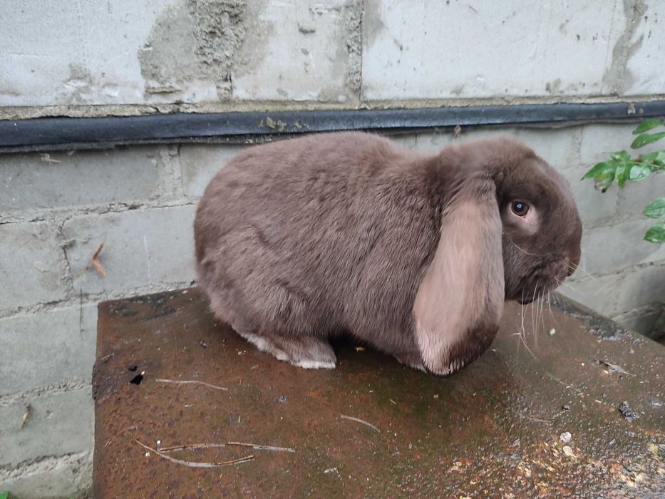 Baran francuski hawana