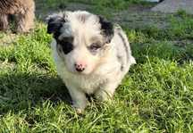 Suczka border collie
