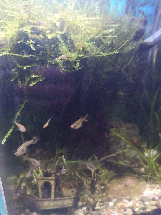 Narybek gupik endlera pawie oczko