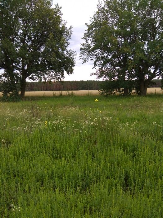 Продам 20 соток під забудову