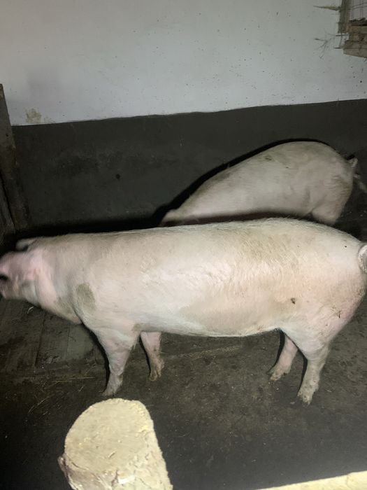 Продам свиню ландрас
