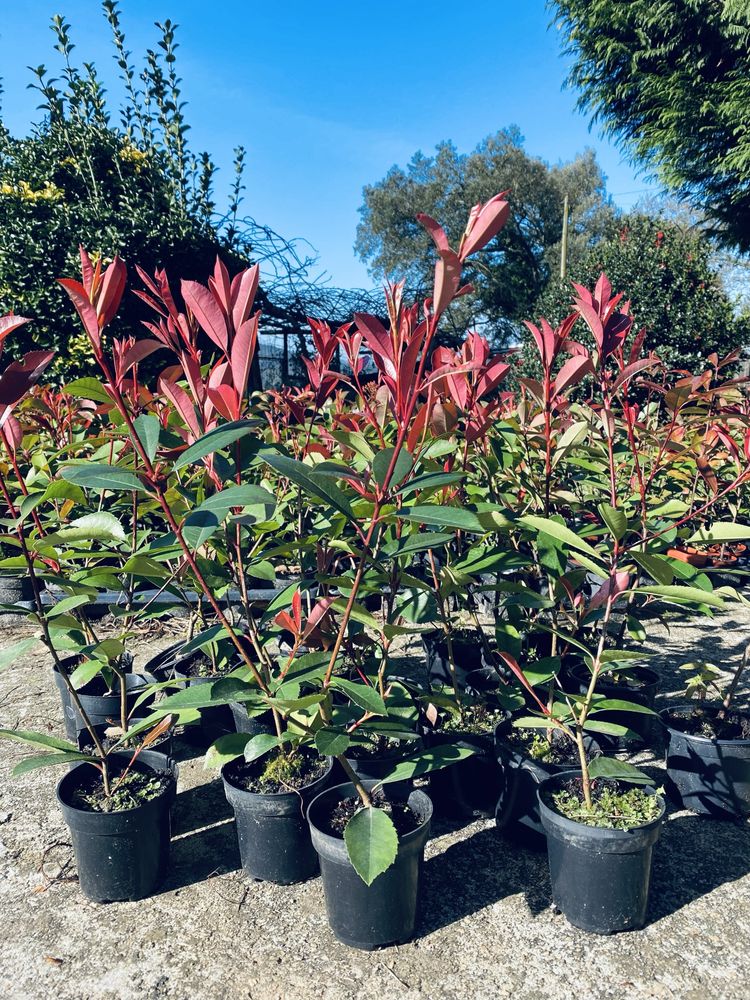 Photinias com cerca de 50 cm