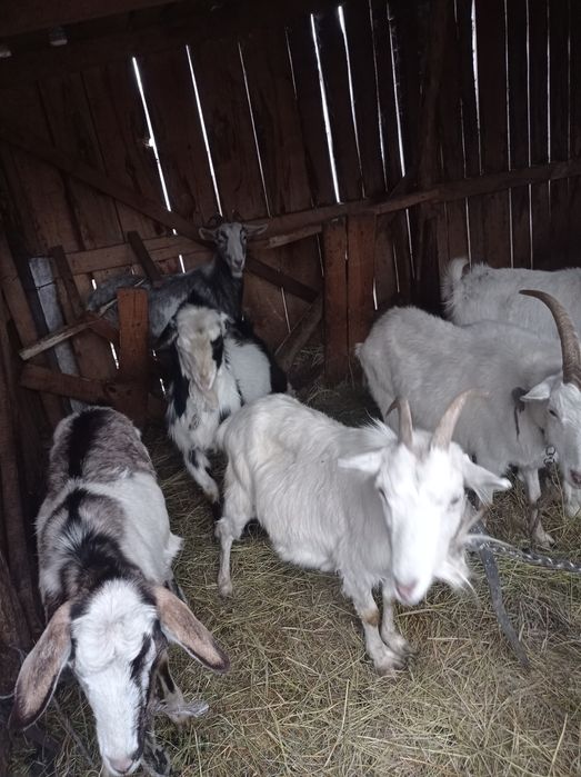 Продам кози різного віку спаровані на лютий березень