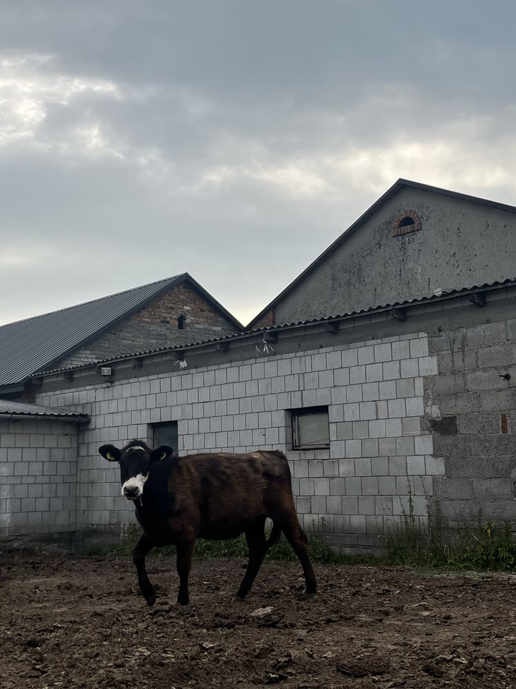 Jałówki do chowu