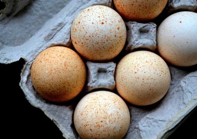 Продам інкубаційне яйце індюка Біг 6  Угорщина