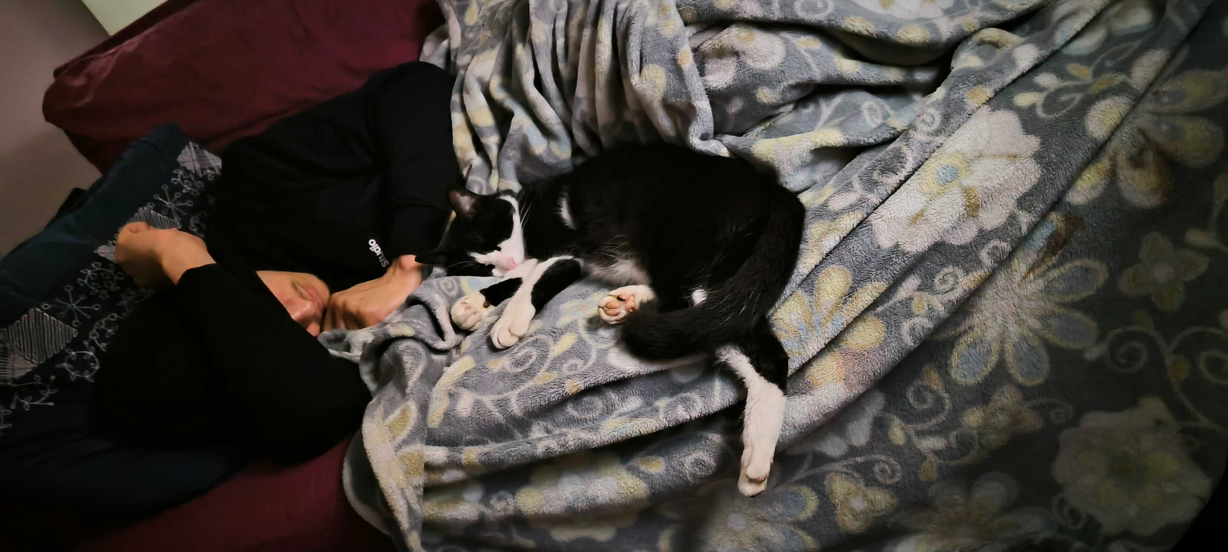 Doa se gatinho para adoção