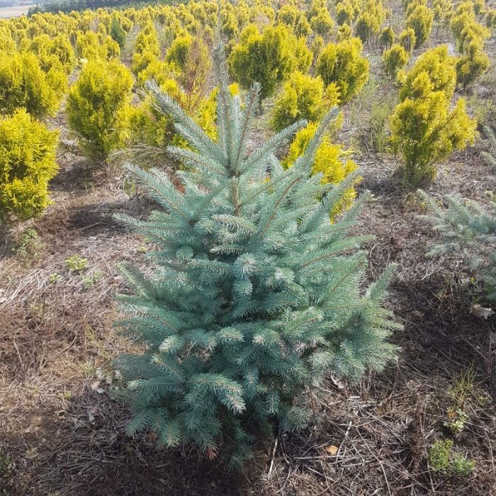 Swierk Srebrny Picea 100/125 PRODUCENT J.Kaukaska