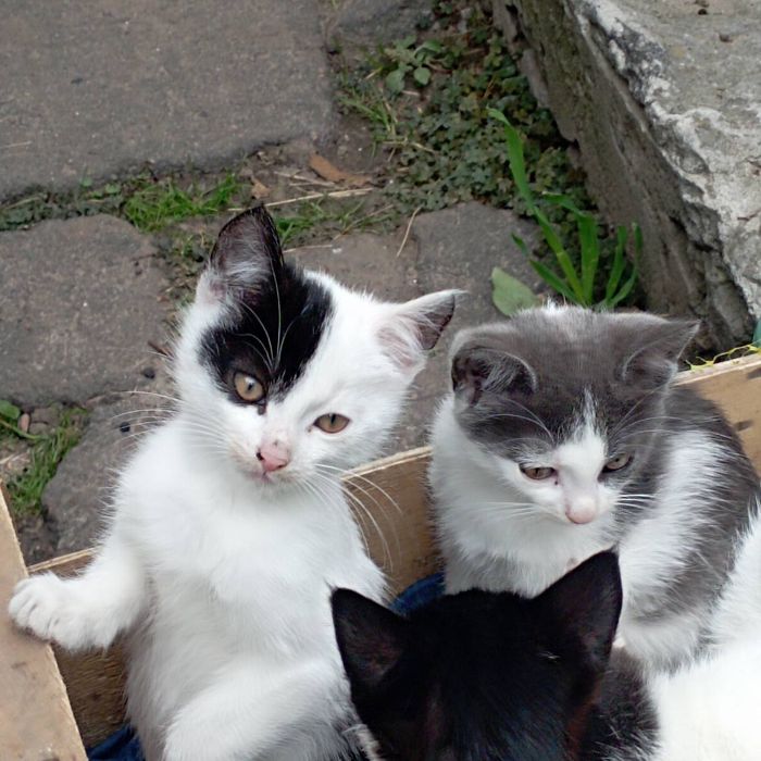 Кошенята в хорошие руки