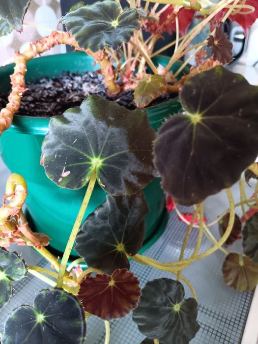 Plantas de interior  e exterior