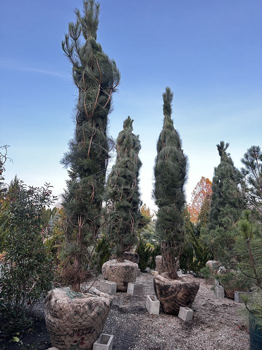 Сосна крымская, обыкновенная