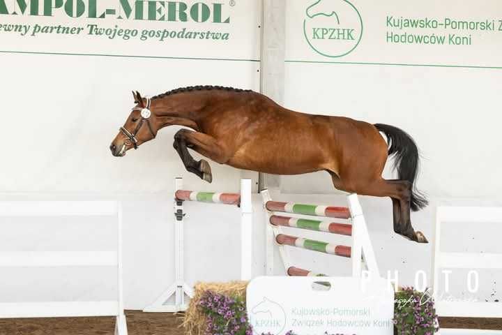 Klacz po Comme Le Pere / Comme Il Faut / Contender / Pilot / Guidam