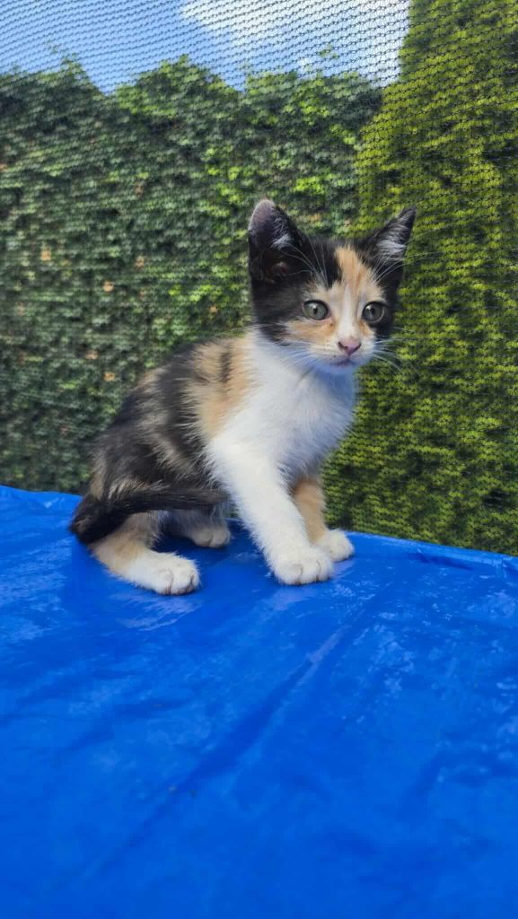 Kot koty kotka kotki do adopcji