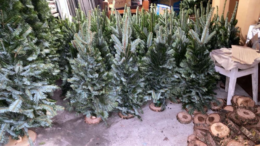 Продаю новорічні ялинки