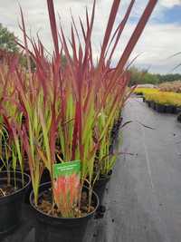 "Red Baron" - Imperata cylindryczna