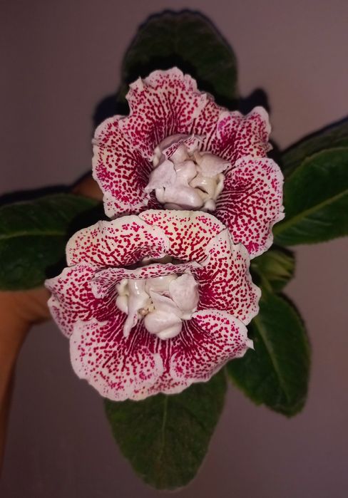 Глоксинія гарні сіянці