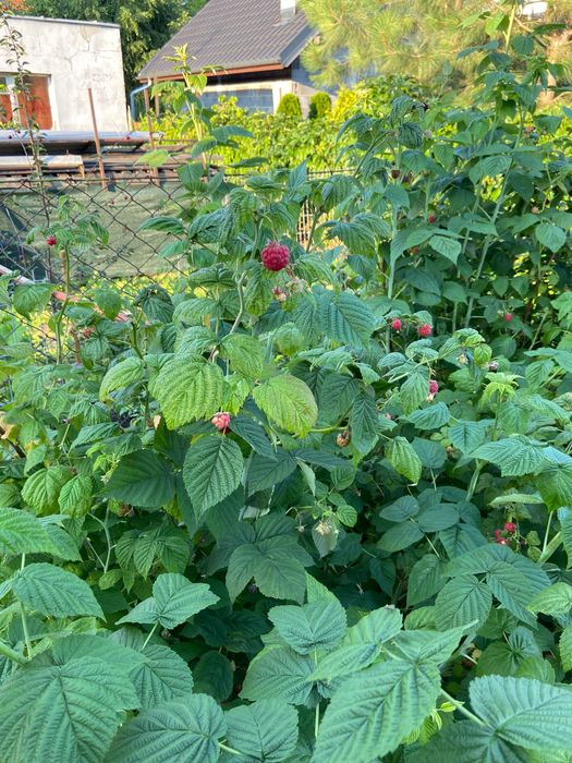 sadzonki malin - Oleśnica