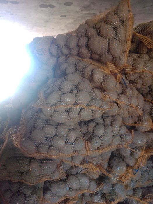 ziemniaki jadalne 15 ton