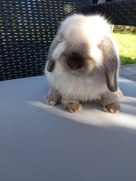 Królik mini lop miniaturka samiczka