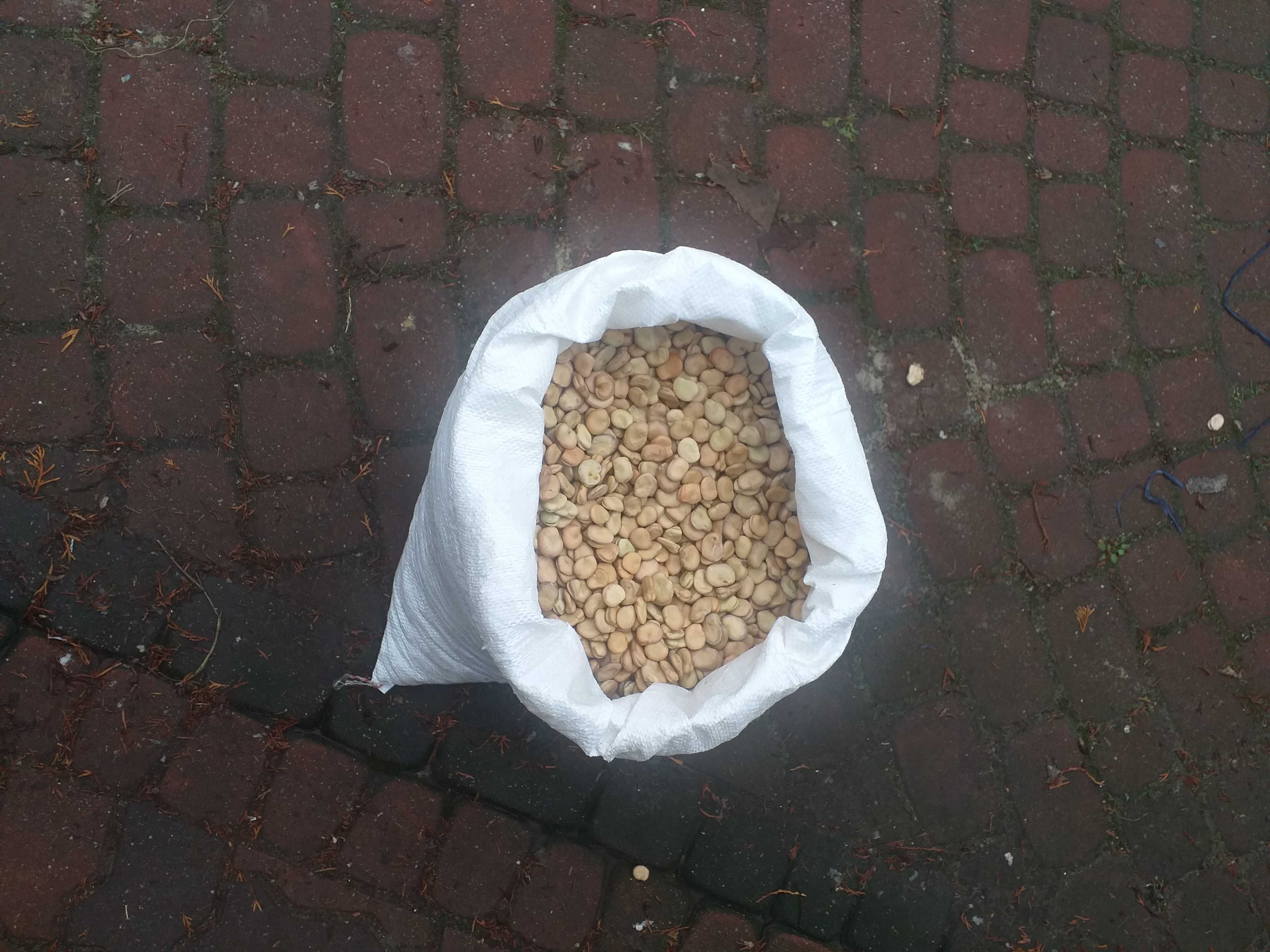 sprzedam bób Bizon - ziarno
