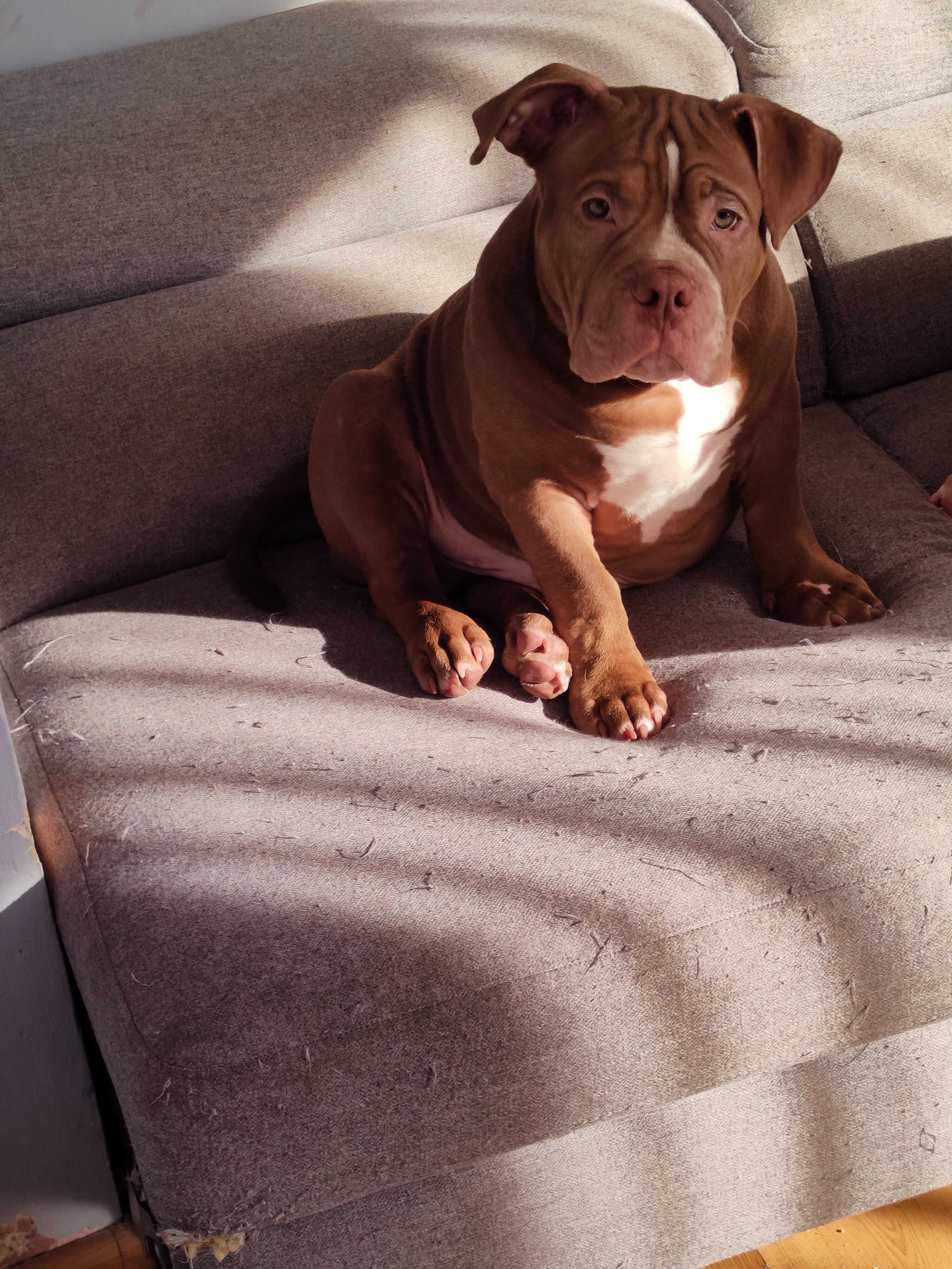 American Bully Pocket piesek