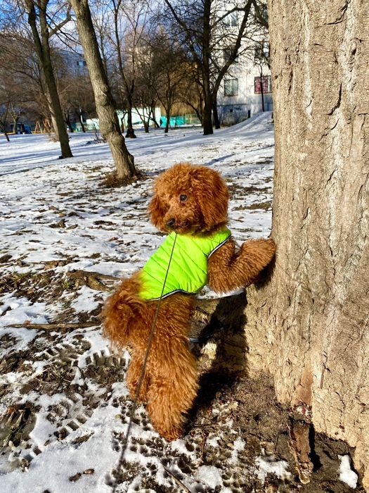 Жилетка для маленької собачки розмір XS-S