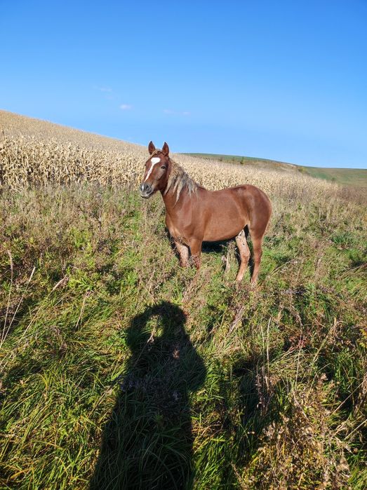 Продається кобила для роботи вік 2,5 р. Спокійна не б'ється