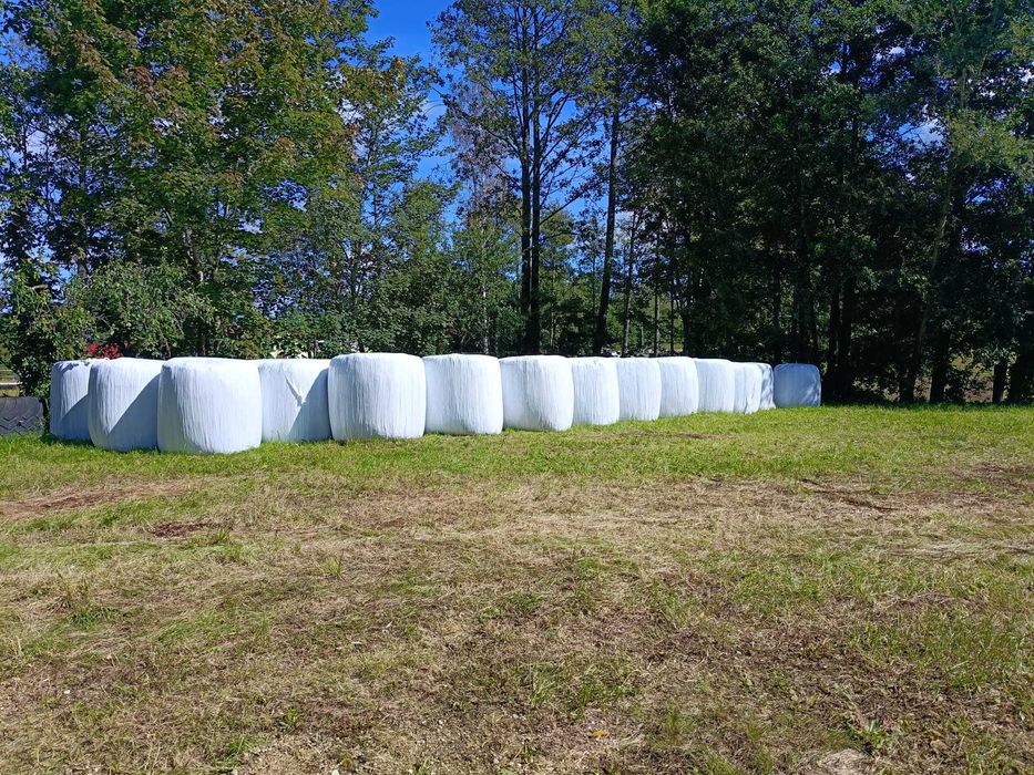 Sianokiszonka łubin/koniczyna