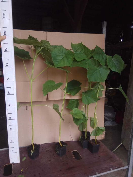 Paulownia sadzonki 50-70 cm! Cesarskie drzewko szczęścia!