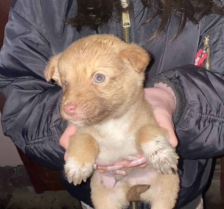 Цуценята 1.5 місяці Відам в хороші руки !!!