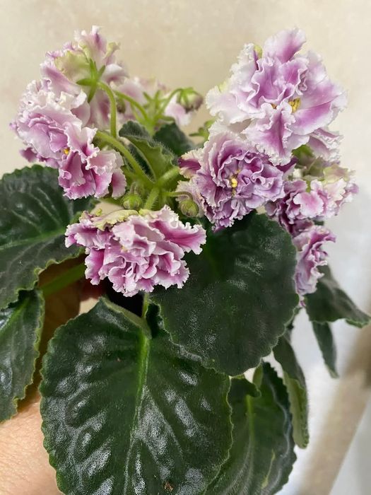 Фіалочки, гіпераструм