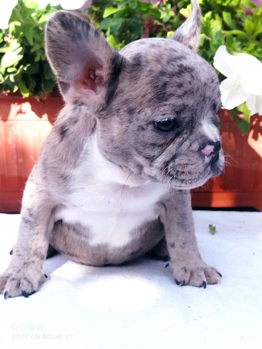 Мини девочка голубая мерле.