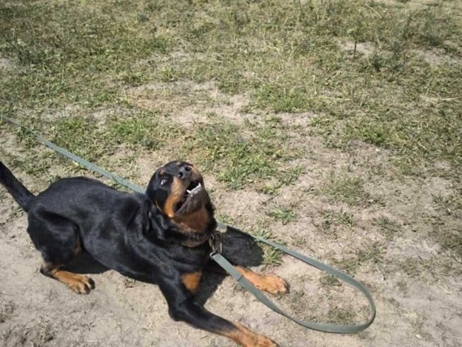Hera- ok 2,5 letnia rottweilerka do adopcji