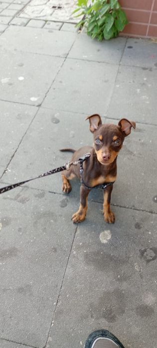 Pinscher Cavalinho