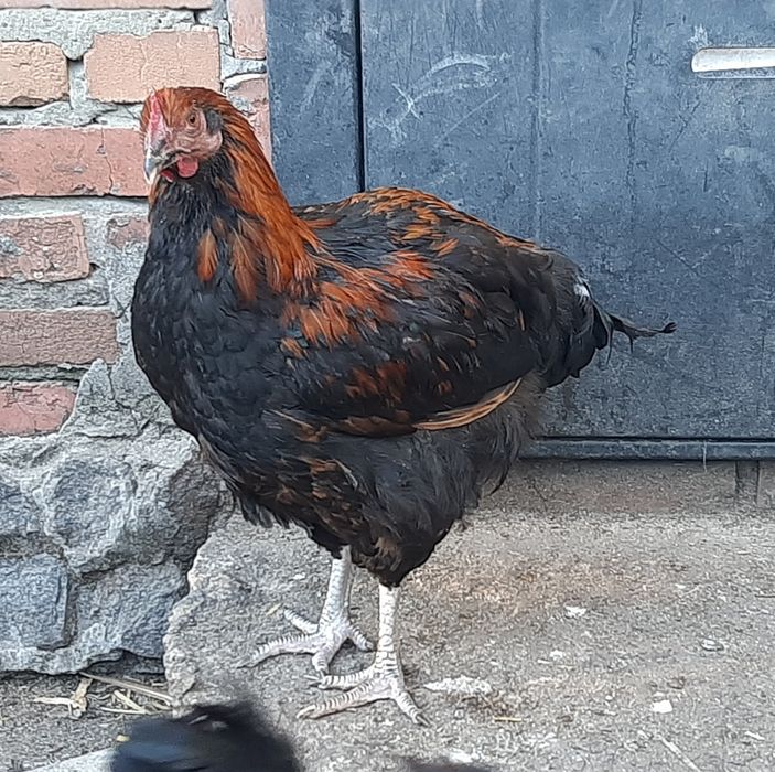 Петухи Ливенская ситцевая, Виандот, Фокси-чик.