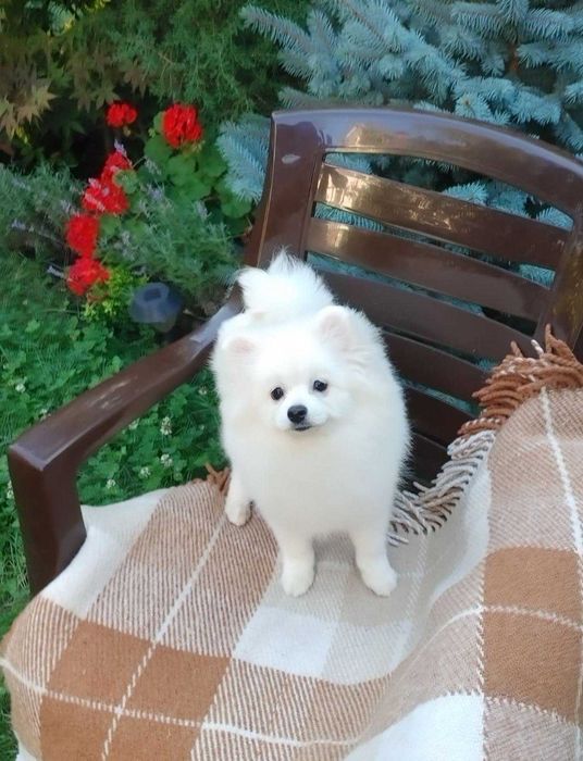 4+місячна самочка білого Мініатюрного шпіца в надзвичайно плотній шубц