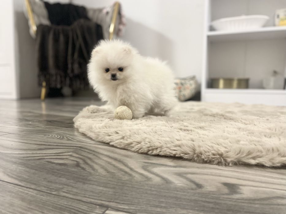 Szpic miniaturowy - sunia