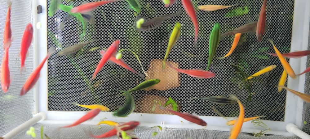 Sprzedam danio pręgowane